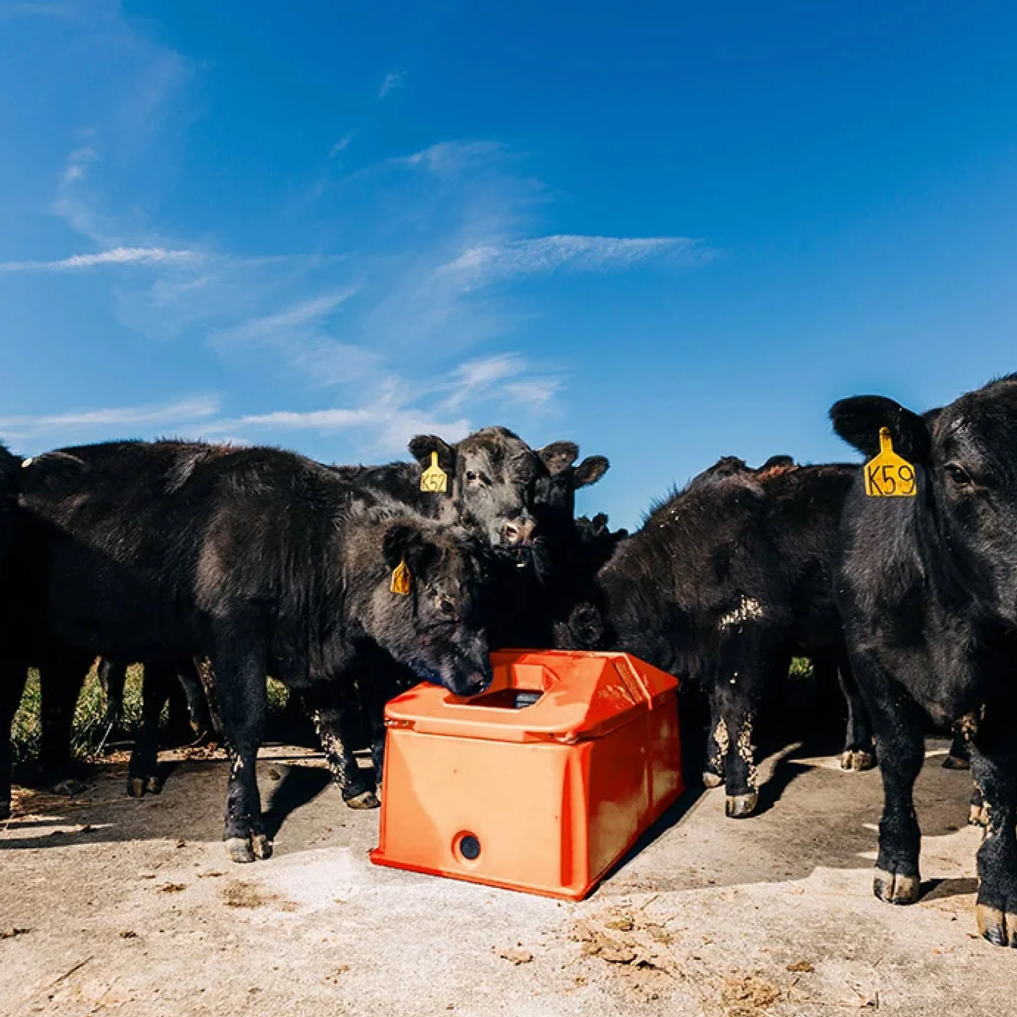Tusker Energy Free - Two Hole Waterer - Image 4
